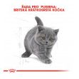 Royal Canin British Shorthair Kitten granule pro britská krátkosrstá koťata 2kg