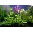 Kolekce rostlin pro: 150-200 litrové akvárium