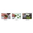 Marsilea angustifolia invitro